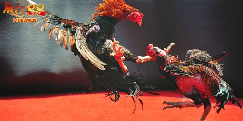 Thuật ngữ trong đá gà cần biết