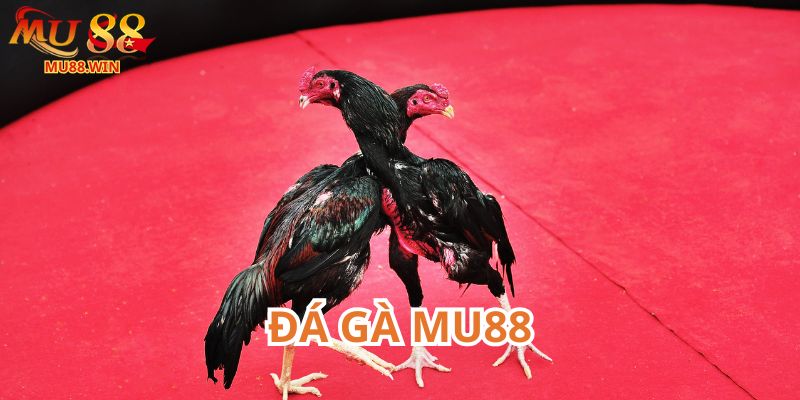 Khám phá sảnh đá gà Mu88